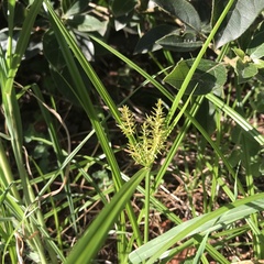 Cyperus