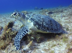 Eretmochelys imbricata