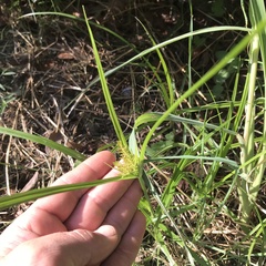 Cyperus
