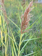Phragmites australis americanus