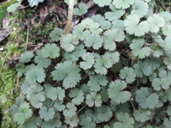 Hydrocotyle moschata moschata
