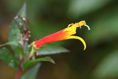 Siphocampylus westinianus