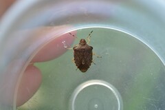 Peribalus strictus vernalis