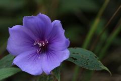 Melastomeae