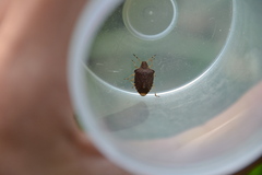 Peribalus strictus vernalis