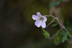 Geranium brasiliense