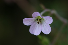 Geranium brasiliense