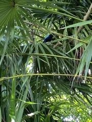 Cyanocorax yucatanicus