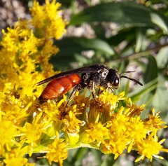 Sphecodes albilabris