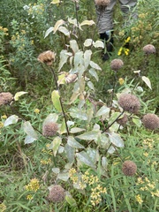 Monarda fistulosa