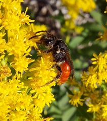 Sphecodes albilabris
