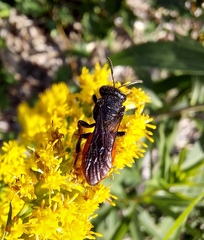 Sphecodes albilabris