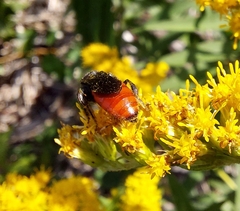 Sphecodes albilabris
