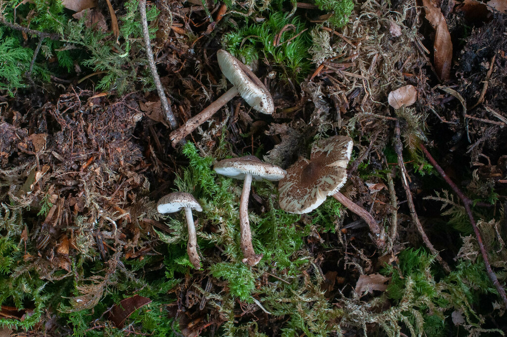Lepiota rhodorhiza