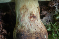 Caloboletus kluzakii