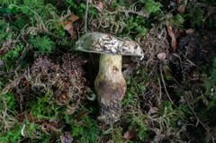 Caloboletus kluzakii