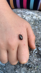 Chrysolina americana