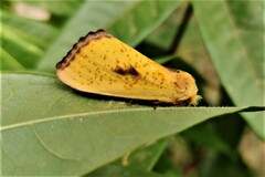 Antheua servula