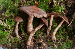 Cortinarius aleuriodor