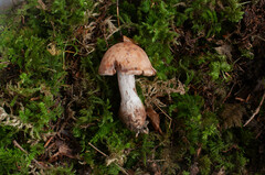 Cortinarius aprinus