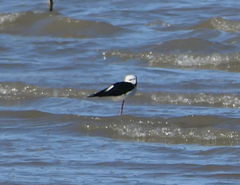 Himantopus leucocephalus