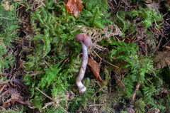 Cortinarius tortuosus