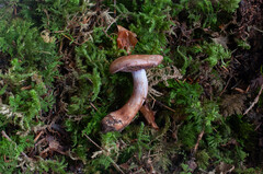 Cortinarius brunneotinctus