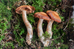 Cortinarius illuminus