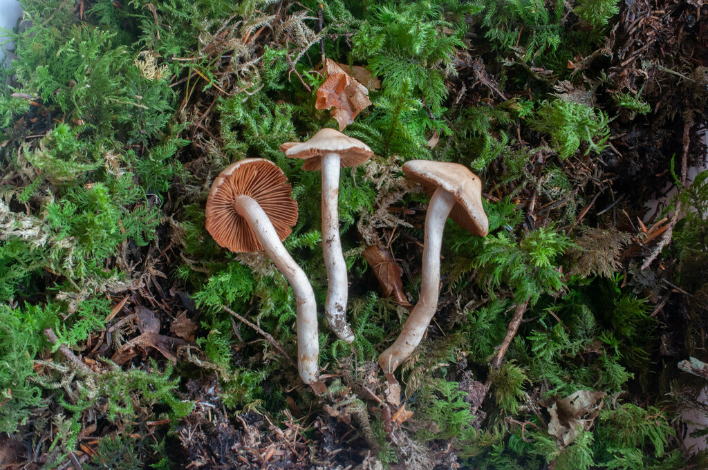 Cortinarius rigens