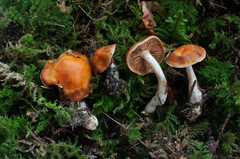 Cortinarius causticus