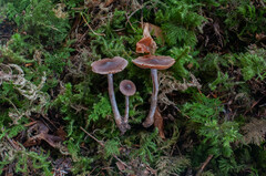 Cortinarius casimirii
