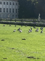 Branta leucopsis