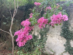 Lagerstroemia indica