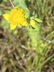 Hypericum myrtifolium