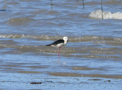 Himantopus leucocephalus