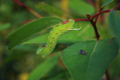 Smerinthus ocellata