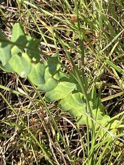 Hypericum myrtifolium
