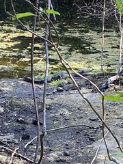Crocodylus moreletii