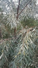 Elaeagnus angustifolia