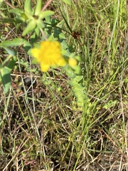 Hypericum myrtifolium