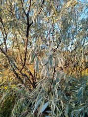 Elaeagnus angustifolia