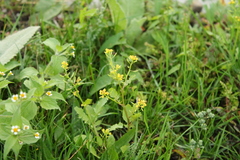 Rorippa sylvestris