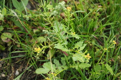 Rorippa sylvestris