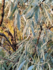 Elaeagnus angustifolia