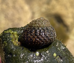 Tegula eiseni