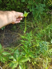 Gentiana rubricaulis