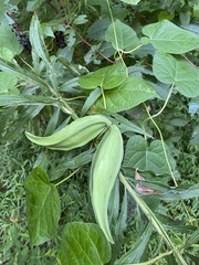 Gonolobus suberosus