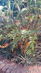 Thaumatophyllum xanadu