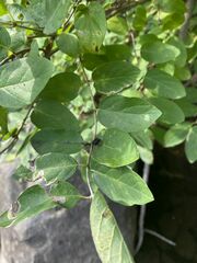 Lonicera morrowii