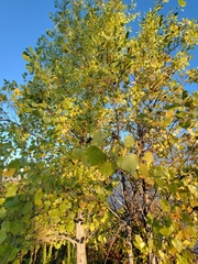Populus deltoides